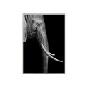 Valokuvatuloste norsu eläimet julisteen kehys 50x70cm Unika 0017 Myynti