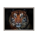 Tulosta valokuva juliste eläin tiikeri kehys 30x40cm Unika 0027 Myynti
