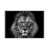 Valokuvapainatus leijona valkoinen musta kehys 70x100cm Unika 0028 Myynti