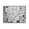 Tulosta valokuva musta valkoinen kasvi kehys 30x40cm Unika 0056 Myynti