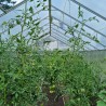 Sanus XL ulkoverhoillinen puutarhan kasvihuone polykarbonaatti 220x570-640x205h Luettelo