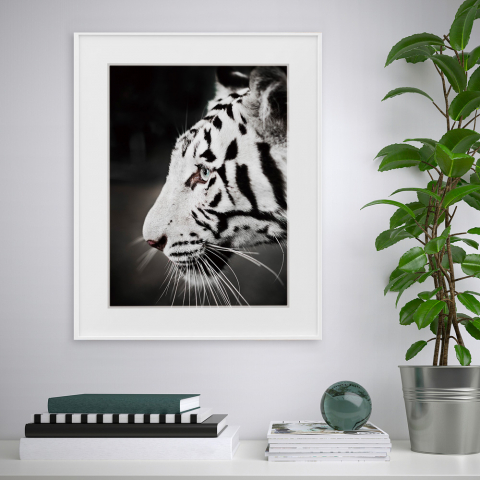 Mustavalkoinen valokuvatuloste tiikeri eläin 40x50cm Erilaisuus Harimau Tarjous