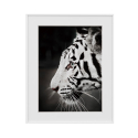 Mustavalkoinen valokuvatuloste tiikeri eläin 40x50cm Erilaisuus Harimau Myynti