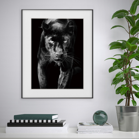 Painatus maalaus mustavalkoinen valokuvaus eläimet pantteri 40x50cm Variety Pardus