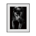 Mustavalkoinen kuva tulostaa pantteri eläinten valokuvaus 40x50cm Variety Pardus Myynti