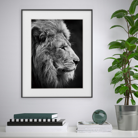 Painatus valokuvaus maalaus mustavalkoinen leijona eläimet 40x50cm Variety Aslan