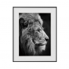 Tulosta valokuva mustavalkoinen kuva leijona eläimet 40x50cm Variety Aslan Aslan Myynti