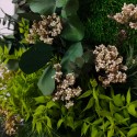 Kasvikuvat kukat stabiloidut seinäkasvit ForestMoss Persephone Persephone Hankinta